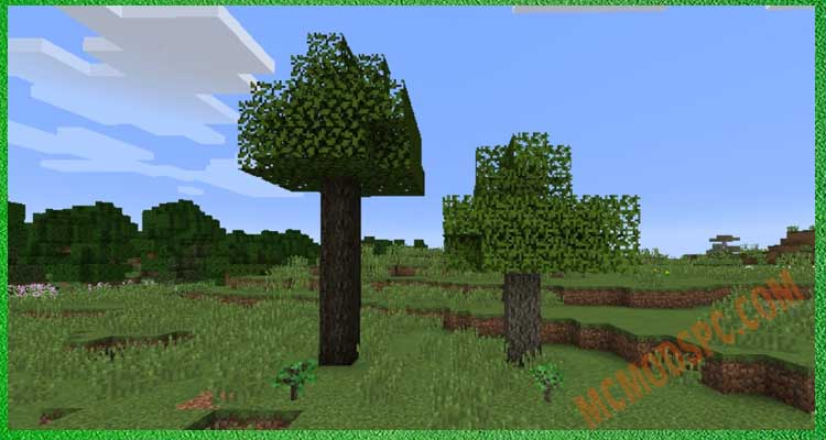 Ironwood Tree & Olive Tree