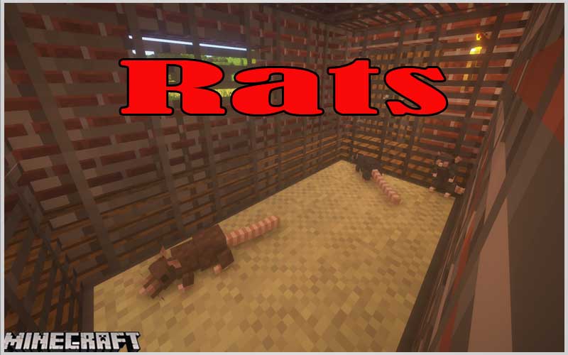 Rats